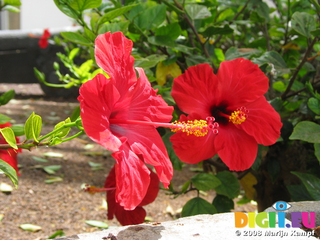 27910 Red hibiscus flowers